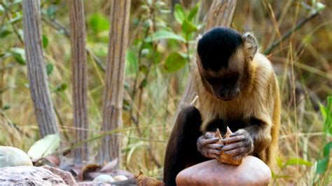 Image result for Monkeys Learning Sign Language