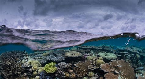 The Survival Secrets of “Super Reefs”