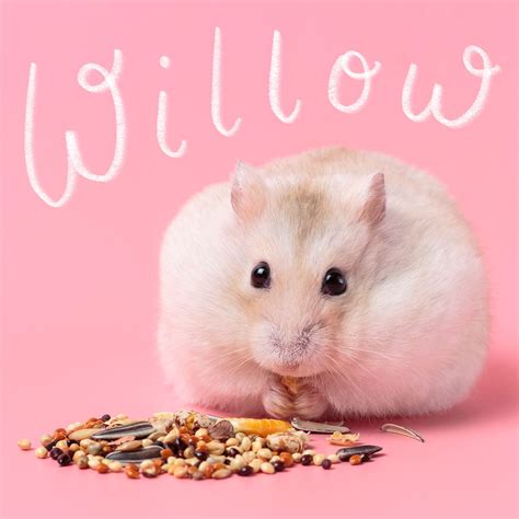 110+ Cute Hamster Names for Your Pint-Size Pet