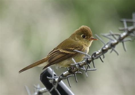 Up Close with a Pacific-slope Flycatcher - Greg in San Diego