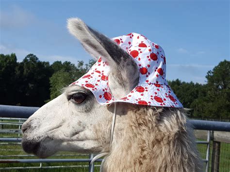 Llamas Wearing Hats