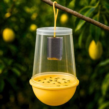 Fruit fly trap with long-lasting pheromone lure