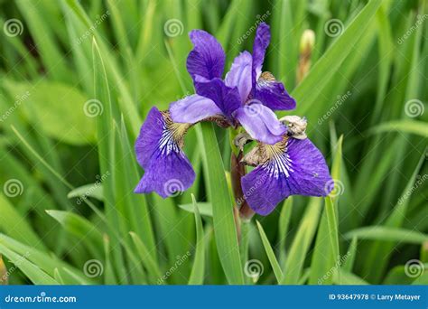 Northern Blue Flag - Iris Versicolor Stock Photo - Image of blooms ...