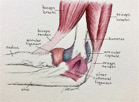 Elbow Ligaments And Tendons