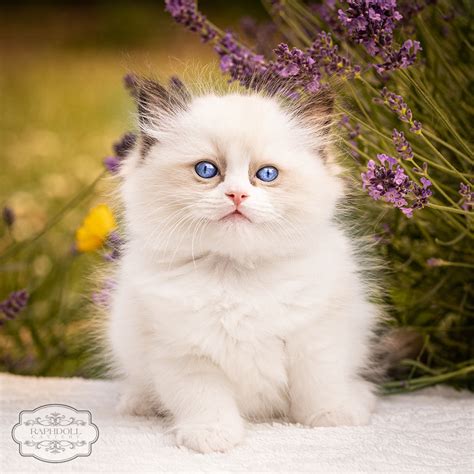 Buying Ragdoll Kittens Pricing Model