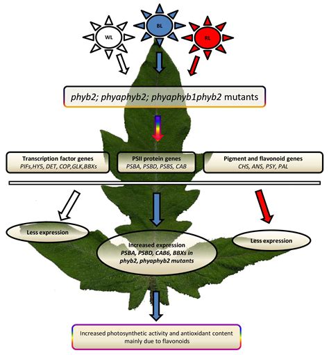 Effect of Phytochrome Deficiency on Photosynthesis, Light-Related Genes ...