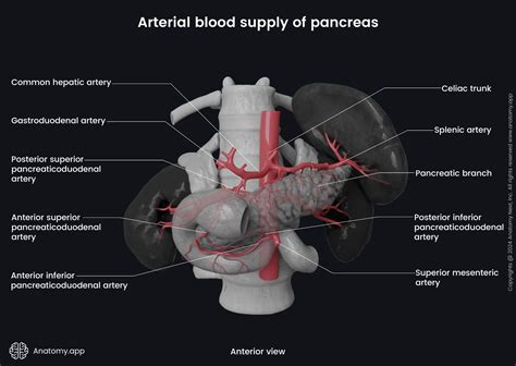 Splenic artery | Encyclopedia | Anatomy.app | Learn anatomy | 3D models, articles, and quizzes