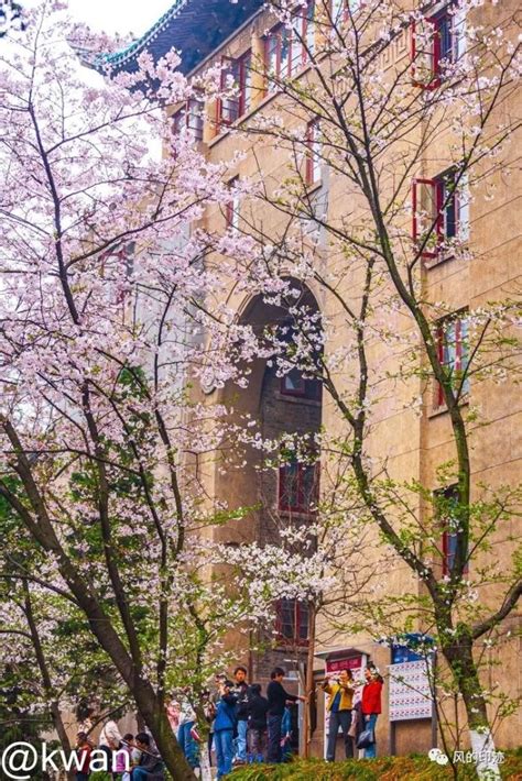 武汉大学，樱花开了|樱花|赏樱|新冠肺炎_新浪新闻