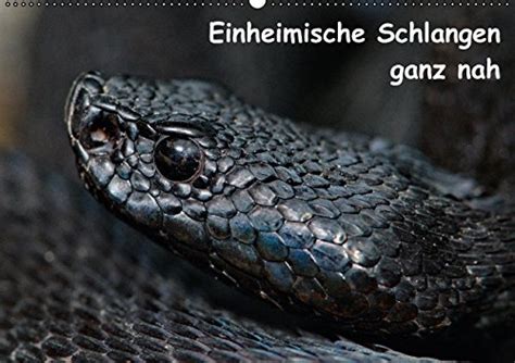 Amazon.in: Buy Einheimische Schlangen Ganz Nah Wandka Book Online at ...