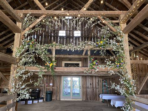 Elaeagnus Vines | SouthernSmilax.com