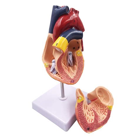 1:1 Human Heart Model - Genuine Life Size Cardiac India | Ubuy