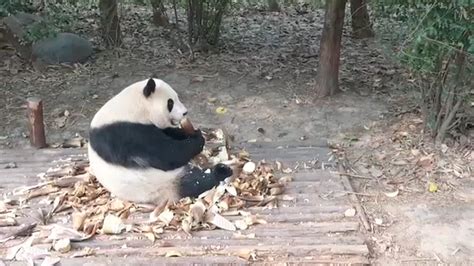 Panda's Habitat Being Destroyed at Florence Crabtree blog