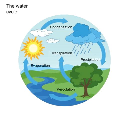 Water Cycle Model 的图像结果