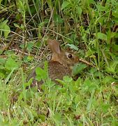 Image result for Midwest Cottontail Baby