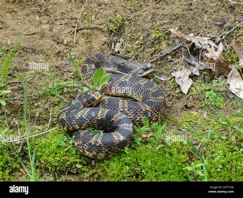 Eastern Hognose Snake (Heterodon platirhinos) Reptilia Stock Photo - Alamy
