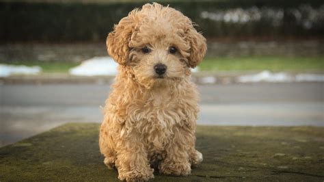 Image result for F1 Cockapoo