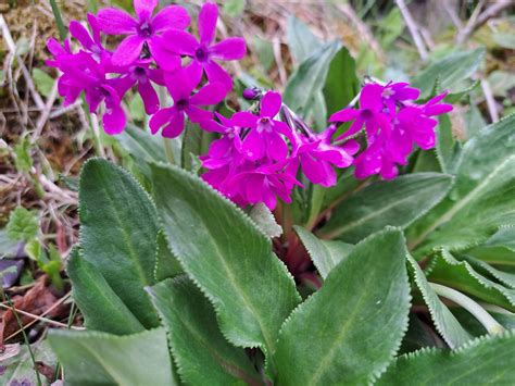 Primula nivalis Pall. | Plants of the World Online | Kew Science