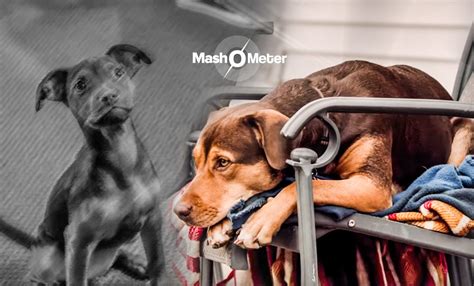 'A Dog's Way Home' Review: Over-reliance On A Dog's Cuteness Turns An ...