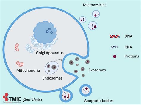 Vesicles Cell 的图像结果