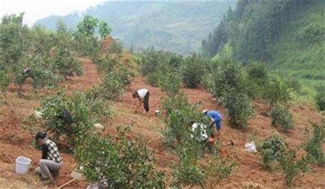 油茶树管理方法，不同的季节和温度来调整肥料 - 农敢网