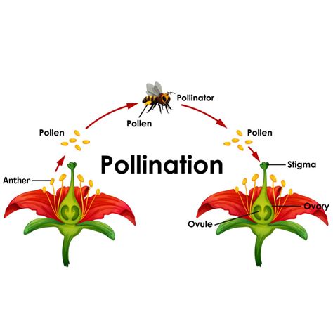 Pollination Importance 的图像结果