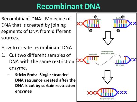 Recombinant DNA Examples 的图像结果
