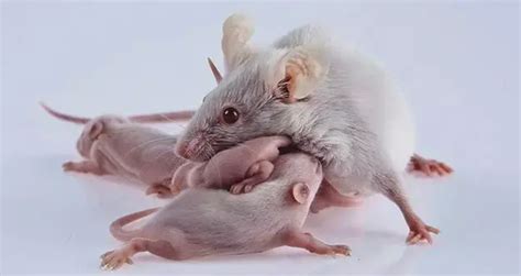 专家解读公鼠怀孕生崽原理：产前阉割 与雌鼠连体并移植子宫_手机新浪网