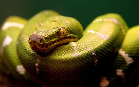 Tiny DNA tweaks made snakes legless | Science | AAAS
