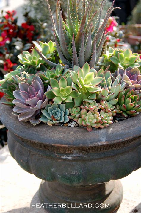 Succulent Arrangements Outdoor | Types Of Succulent Plant