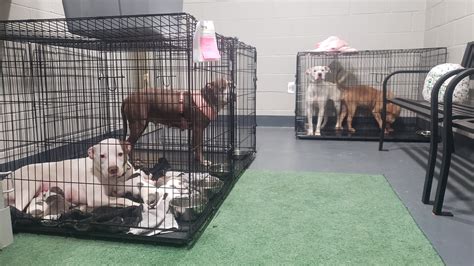 Dawn White on Twitter: "Tala Dycus' rescue #dogs Mila and Harley are staying at the shelter ...