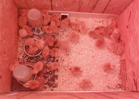 Image result for Making a Chick Brooder