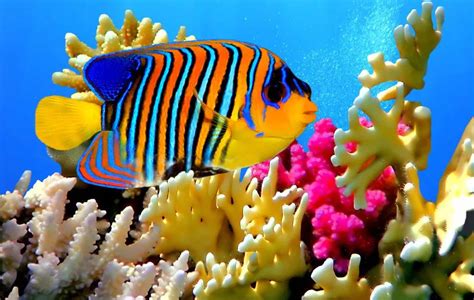 文化随行-知识小百科——奇妙的海洋生物