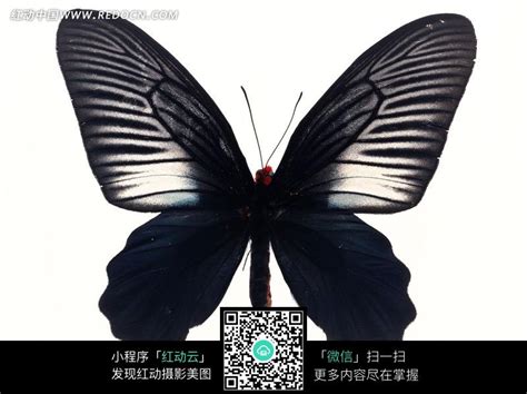 15 黑蝴蝶(Black Butterfly) | Sha Xing | Flickr