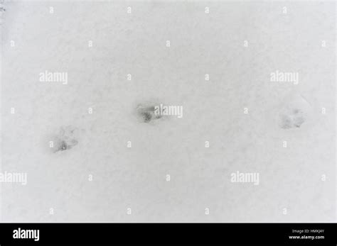 Racoon snow hi-res stock photography and images - Alamy