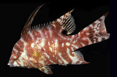 Science Create Elect 的图像结果