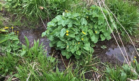 Coxs River Biological Monitoring Program