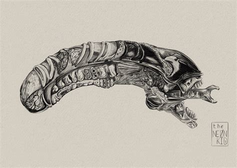 Alien Xenomorph Anatomy 的图像结果