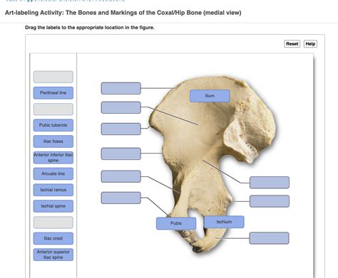 Solved Art-labeling Activity: The Bones and Markings of the | Chegg.com