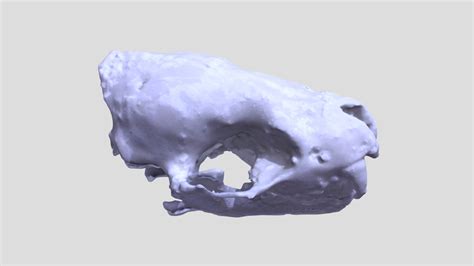 Eptesicus fuscus, Cast, Skull - Download Free 3D model by University of Wyoming Libraries ...