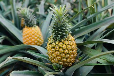 如何看台湾菠萝降价竞争销往日本? - 知乎