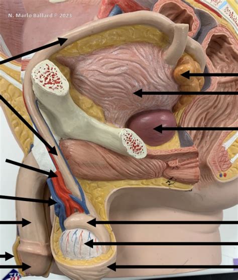 Image result for Male Reproductive Lab Model
