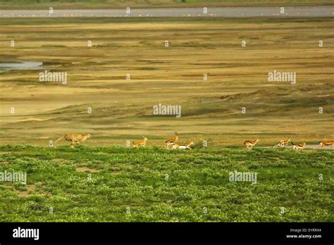Image result for Cheetah Springbok