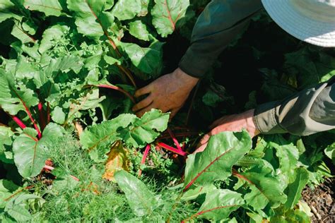 TE MOTU GARDEN-TO-TABLE DINNER, 76 Onetangi Road, Waiheke Island ...