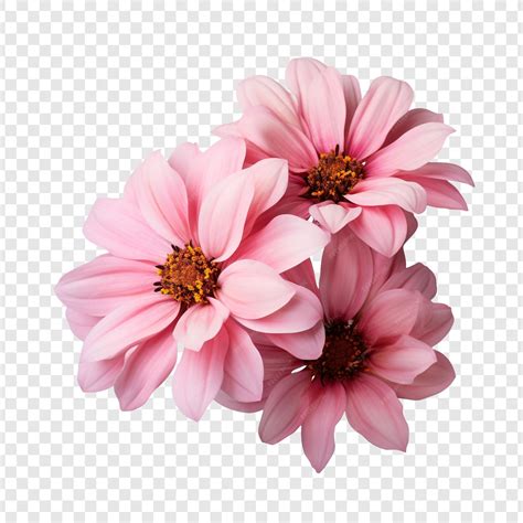 Gorgeous pink flowers bloom isolated on transparent background ...