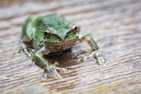Image result for Alaskan Tree Frog