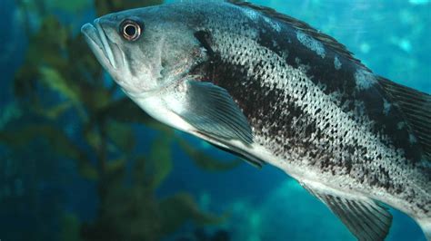 Black Sea Bass Pictures - AZ Animals
