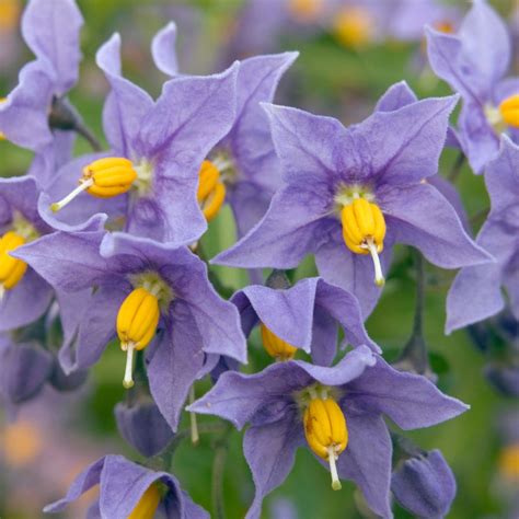 Potato Plant With Purple Flowers With Berries