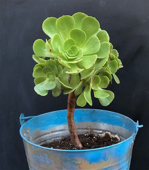 Tall Succulent Species - Best Succulent Ideas