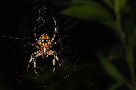 Five Spiders Most Likely To Kill You In Alabama - Animals Around The Globe