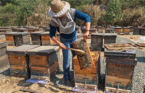 蜂场工作的养蜂工作人员图片-养蜂人在蜂场工作素材-高清图片-摄影照片-寻图免费打包下载